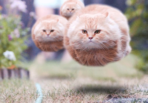 hovering cats GIF